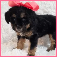 Penelope, a female Yorkipoo for sale in Austin, TX – Photo 2 of 4