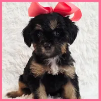 Penelope, a female Yorkipoo for sale in Austin, TX – Photo 3 of 4