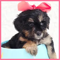 Penelope, a female Yorkipoo for sale in Austin, TX – Photo 1 of 4