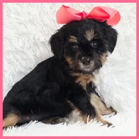 Penelope, a female Yorkipoo for sale in Austin, TX – Photo 4 of 4