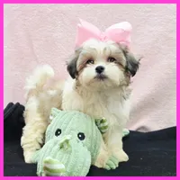 Isabella, a female Maltese and Shih Tzu for sale in Austin, TX – 3 of 4