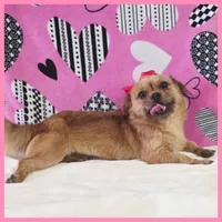 Emma, a female Maltese and Shih Tzu for sale in Austin, TX – 1 of 4