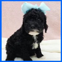 Ken, a male Poodle - Miniature  for sale in Austin, TX – 1 of 3