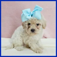 Liam, a male Maltipoo for sale in Austin, TX – 3 of 3