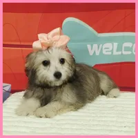 Maya, a female Maltipoo for sale in Austin, TX – 2 of 4