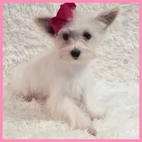 Gwen, a female Morkie for sale in Austin, TX – Photo 5 of 5