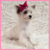 Gwen, a female Morkie for sale in Austin, TX – Photo 1 of 5