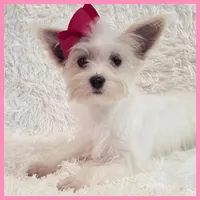 Gwen, a female Morkie for sale in Austin, TX – Photo 3 of 5