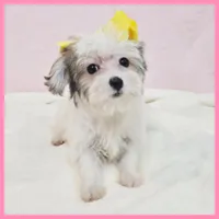 Gwen, a female Morkie for sale in Austin, TX – Photo 4 of 5