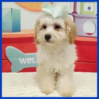 Logan, a male Maltipoo for sale in Austin, TX – 3 of 3