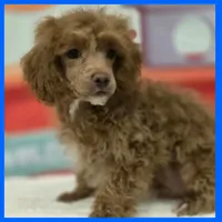 Kyle, a male Poodle - Miniature  for sale in Austin, TX – 3 of 3