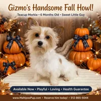 Gizmo, a male Morkie for sale in Taylor, TX – 3 of 4