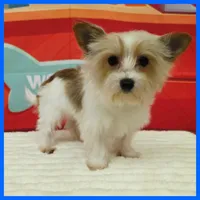 Gizmo, a male Morkie for sale in Austin, TX – 3 of 3