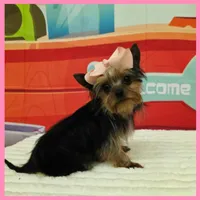 Fern, a female Morkie for sale in Austin, TX – 3 of 4
