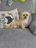 Emily, a female Pug and Shih Tzu for sale in Taylor, TX – 2 of 5