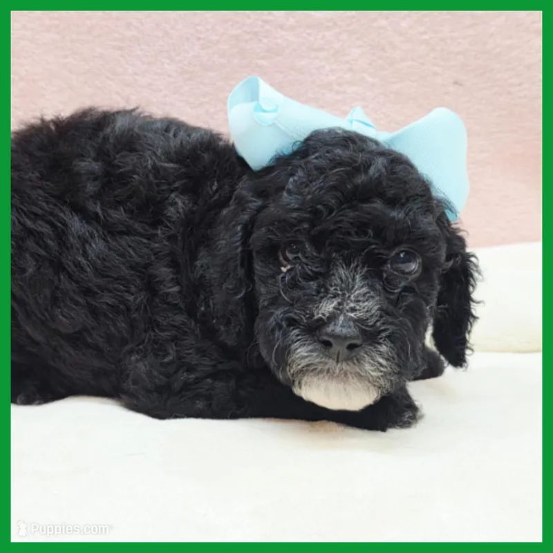 King – Poodle - Miniature  puppy for sale in Austin, TX