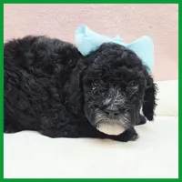 King, a male Poodle - Miniature  for sale in Austin, TX – 1 of 3