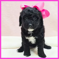 Katie, a female Poodle - Miniature  for sale in Austin, TX – 2 of 3