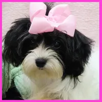 Harmony, a female Morkie for sale in Austin, TX – 3 of 5