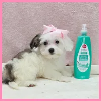 Maggie, a female Maltipoo for sale in Austin, TX – 1 of 3