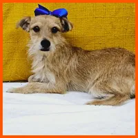 karter, a male Chihuahua and Morkie for sale in Austin, TX – Photo 1 of 3