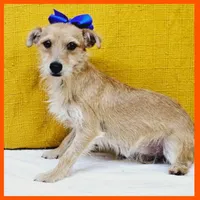 karter, a male Chihuahua and Morkie for sale in Austin, TX – Photo 2 of 3
