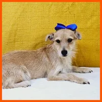 karter, a male Chihuahua and Morkie for sale in Austin, TX – Photo 3 of 3