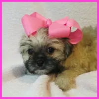 Ivy, a female Pug and Yorkshire Terrier for sale in Austin, TX – 3 of 4