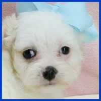 Milo, a male Maltipoo for sale in Austin, TX – 2 of 3