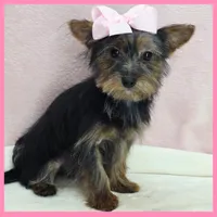 Hanna, a female Morkie for sale in Taylor, TX – 4 of 5