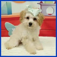Logan, a male Maltipoo for sale in Austin, TX – 1 of 3