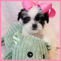 Josie, a female Yorkipoo for sale in Austin, TX – 2 of 3
