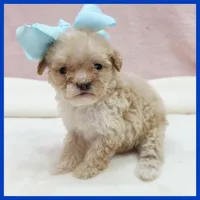 Kevin, a male Poodle - Miniature  for sale in Austin, TX – 1 of 3