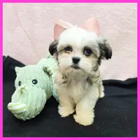 Ivy, a female Maltese and Shih Tzu for sale in Austin, TX – 4 of 4