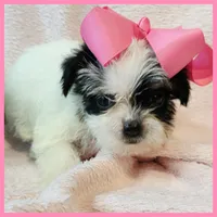 Josie, a female Yorkipoo for sale in Austin, TX – 3 of 3