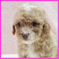 Kansas, a female Poodle - Miniature  for sale in Austin, TX – 2 of 3