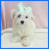 Mason, a male Maltipoo for sale in Austin, TX – 2 of 3