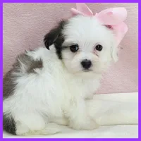Maggie, a female Maltipoo for sale in Austin, TX – 2 of 3