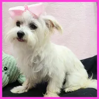 Izzy, a female Morkie for sale in Austin, TX – 3 of 4