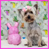 Flora, a female Yorkshire Terrier for sale in Austin, TX – Photo 1 of 4
