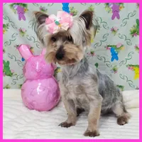 Flora, a female Yorkshire Terrier for sale in Austin, TX – Photo 2 of 4
