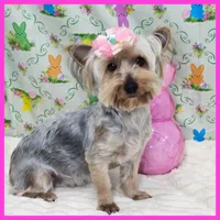 Flora, a female Yorkshire Terrier for sale in Austin, TX – Photo 3 of 4