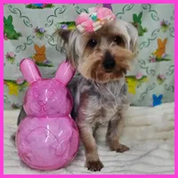 Flora, a female Yorkshire Terrier for sale in Austin, TX – Photo 4 of 4