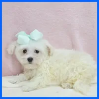 Max, a male Maltipoo for sale in Austin, TX – 1 of 3