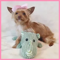 Abby, a female Yorkshire Terrier for sale in Austin, TX – 1 of 4