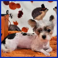 Jayden, a male Morkie for sale in Austin, TX – Photo 2 of 4