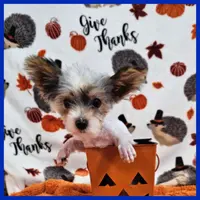 Jayden, a male Morkie for sale in Austin, TX – Photo 3 of 4