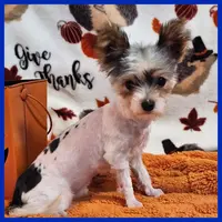 Jayden, a male Morkie for sale in Austin, TX – Photo 4 of 4
