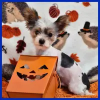 Jayden, a male Morkie for sale in Austin, TX – Photo 1 of 4