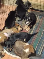 Charlie Brown, a male Pembroke Welsh Corgi for sale in Salisbury, MD – 3 of 6